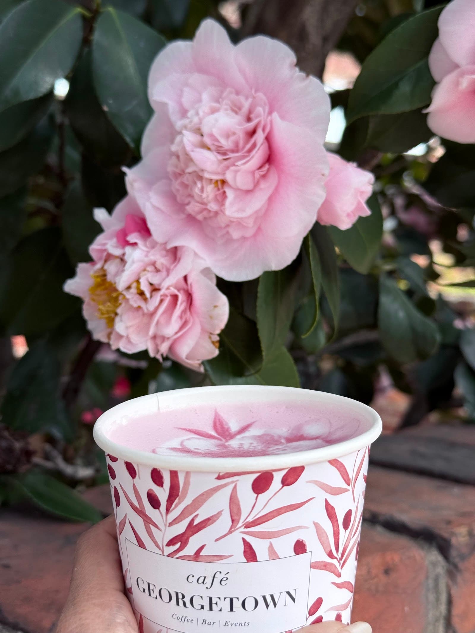 Latte art and coffee craft at Café Georgetown Georgetown